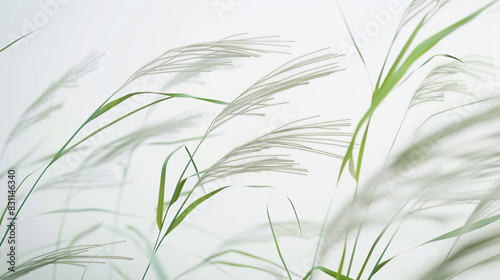 Blades of wild grass swaying gently against a soft white background  creating a serene and tranquil atmosphere.