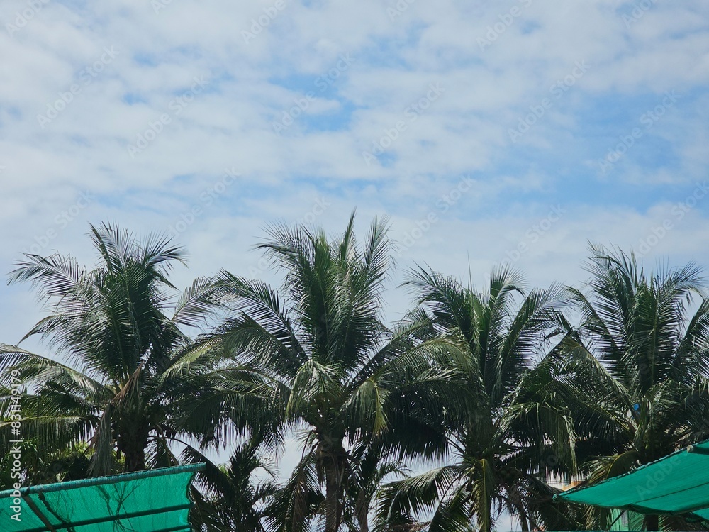 Fototapeta premium palm trees on the beach