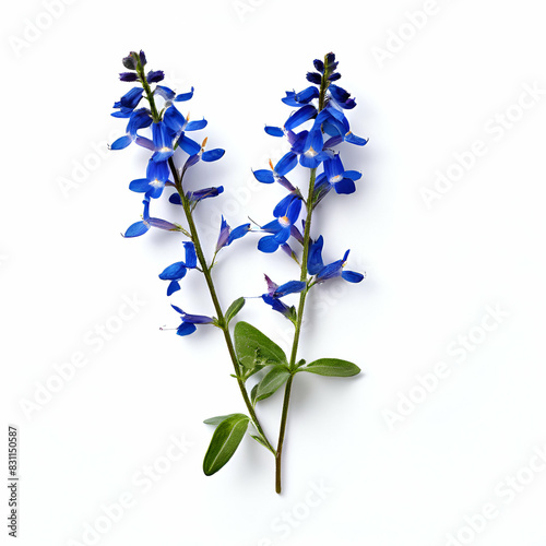 a sprig of blue lobelia flower on a white background