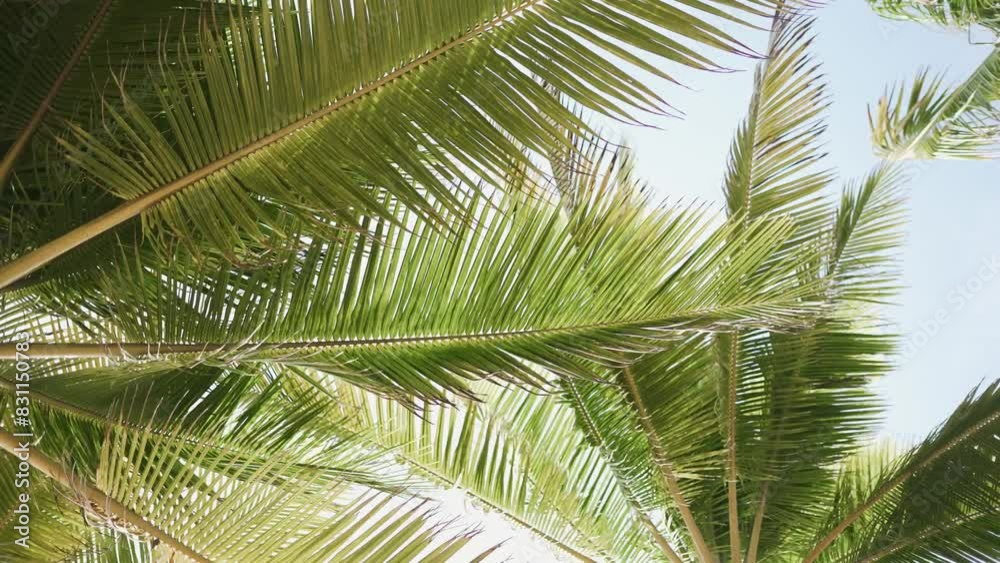 Bottom view sunshine in leaf coconut tree nature tree Bottom view sunshine in leaf coconut tree nature tree