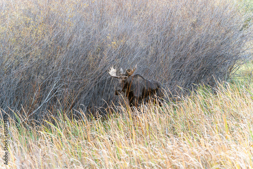 Bull moose in the reeds and grass in the Paradise Valley in Montana on a fall morning - near Emigrant and Livingston, MT
