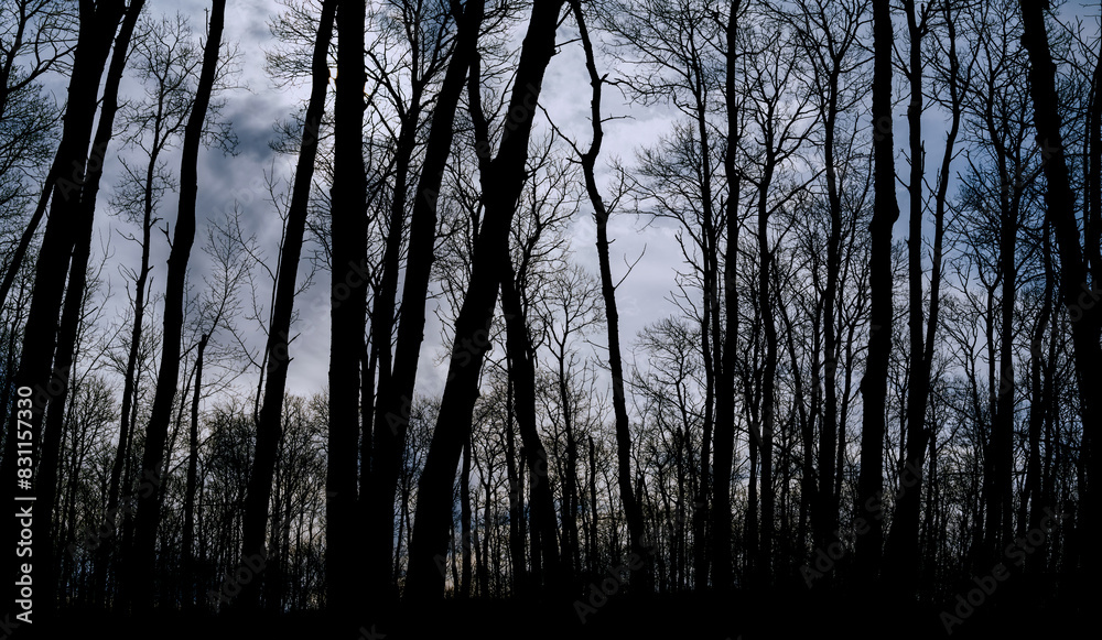 Obraz premium View through an ominous looking forest of tree silhouettes at a cloudy sky. 