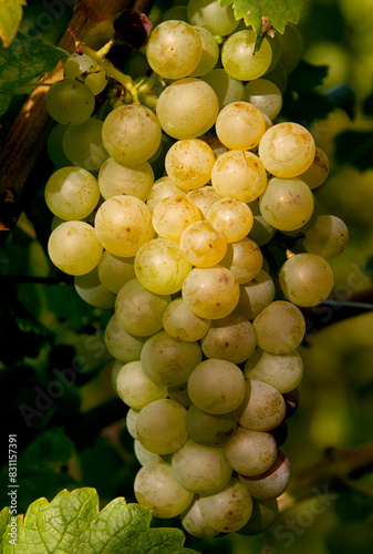 Fechy, Morges district, canton Vaud, Switzerland, Europe - Romandy, La Côte wine region, vineyards in autumn, September, bunch of Chasselas ripe white wine grapes photo