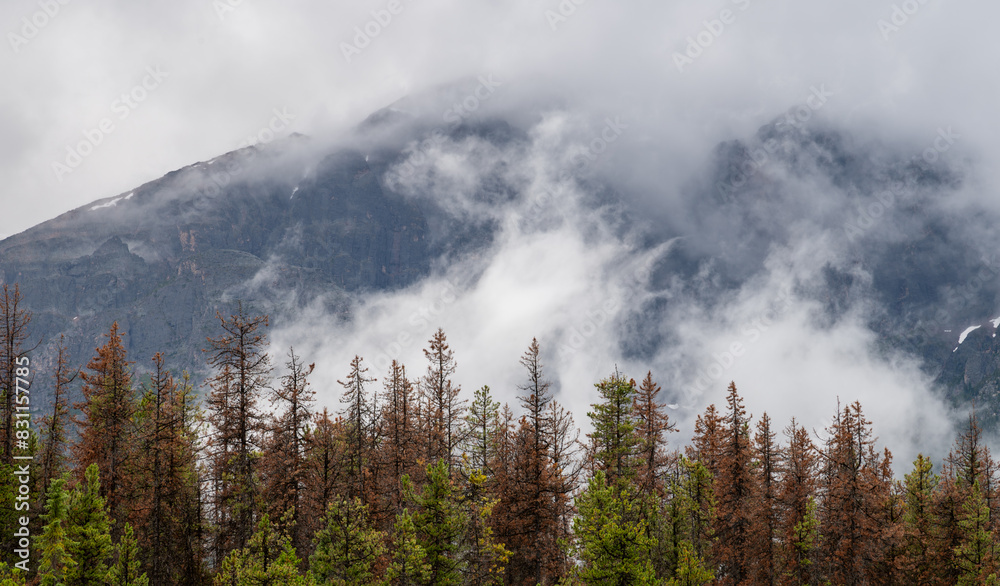 Early morning mist and fog is rising behind and evergreen forest with a large gray mountain in the background.

