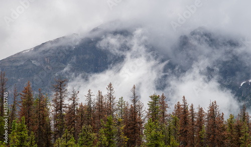 Early morning mist and fog is rising behind and evergreen forest with a large gray mountain in the background. 