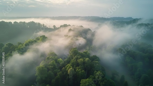aerial view of misty morning landscape with trees partially covered in fog atmospheric nature photography