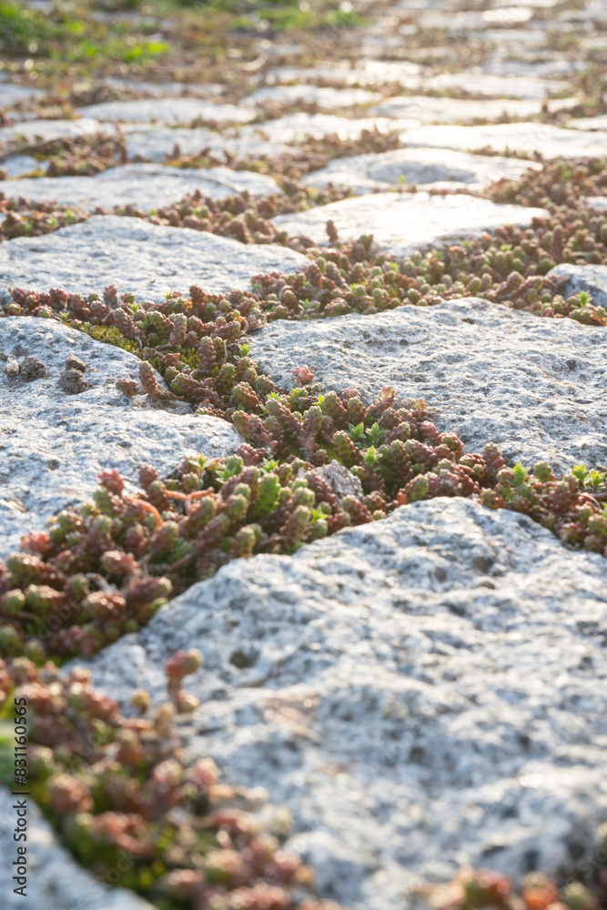 Mauerpfeffer (Sedum) Terrasse Mauerpfeffer (Sedum) Terrasse