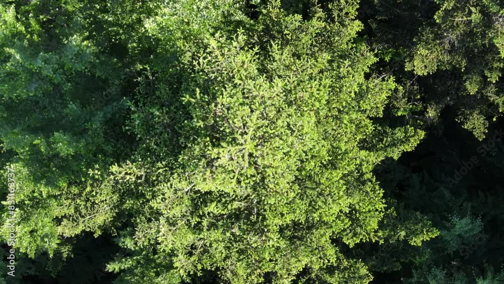 Drone shot epic landscape of green forest during summer sunlight. Calm of wild beautiful nature on warm evening. National park exploration and travel destination for tourism Drone shot epic landscape of green forest during summer sunlight. Calm of wild beautiful nature on warm evening. National park exploration and travel destination for tourism