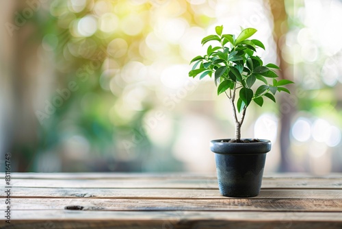 a small plant in a pot