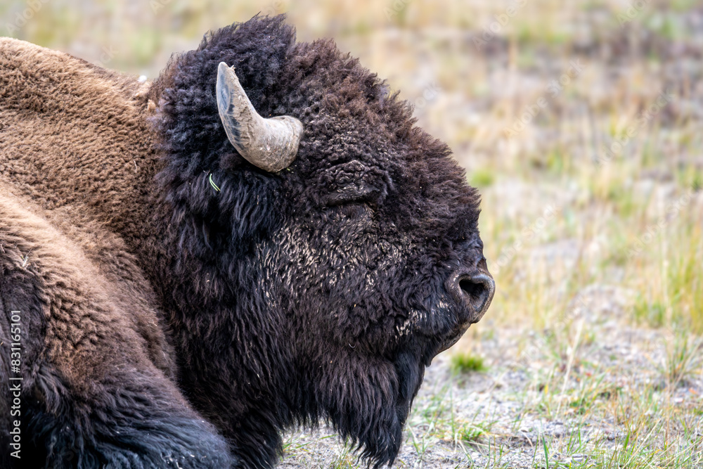 An American Bison with horns roams in Yellowstone National Park in Wyoming and Montana in the Madison River Valley, with green trees and yellow grass. An American Bison with horns roams in Yellowstone National Park in Wyoming and Montana in the Madison River Valley, with green trees and yellow grass.