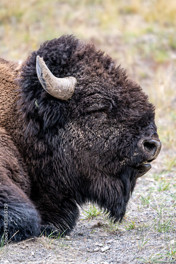 An American Bison with horns roams in Yellowstone National Park in Wyoming and Montana in the Madison River Valley, with green trees and yellow grass. An American Bison with horns roams in Yellowstone National Park in Wyoming and Montana in the Madison River Valley, with green trees and yellow grass.