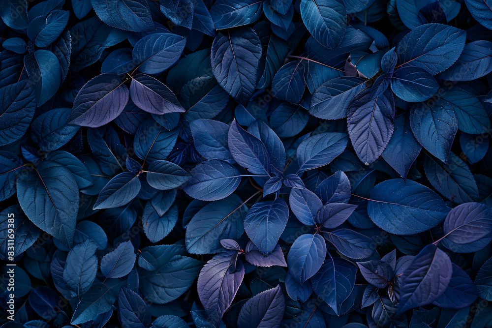 Dark blue leaves background, top view. A large number of dark green and purple leaves form an abstract pattern on the ground. Dark blue leaves background, top view. A large number of dark green and purple leaves form an abstract pattern on the ground.
