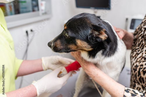 Pets oncology concept. The dog is waiting for a hemotherapy drip.
