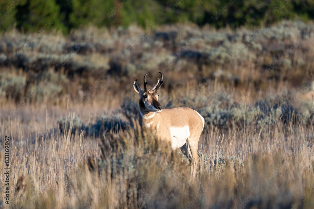 A pronghorn antelope stands in the sagebrush in Grand Teton National Park near Jackson Hole Wyoming just after sunrise on a sunny fall morning.