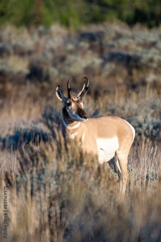 Fototapeta premium A pronghorn antelope stands in the sagebrush in Grand Teton National Park near Jackson Hole Wyoming just after sunrise on a sunny fall morning.