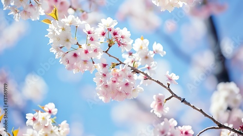 Close up of blossoming cherry flowers with blue sky
