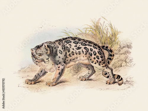 Ounce. Wild Cat Illustration.
