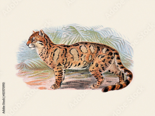 Canvas Print Clouded Leopard. Wild Cat Illustration.