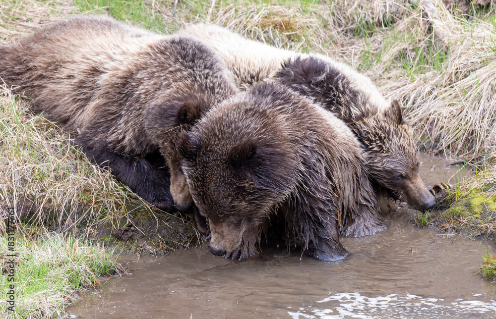 Grizzly Bears Drinking at a Waterhole in Yellowstone National Park in Spring Grizzly Bears Drinking at a Waterhole in Yellowstone National Park in Spring