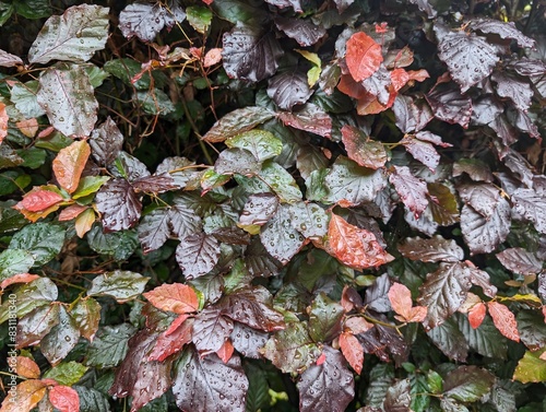 A copper beech hedge after rain