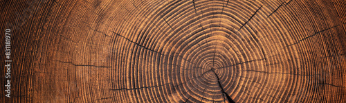 stump cut texture, tree rin...