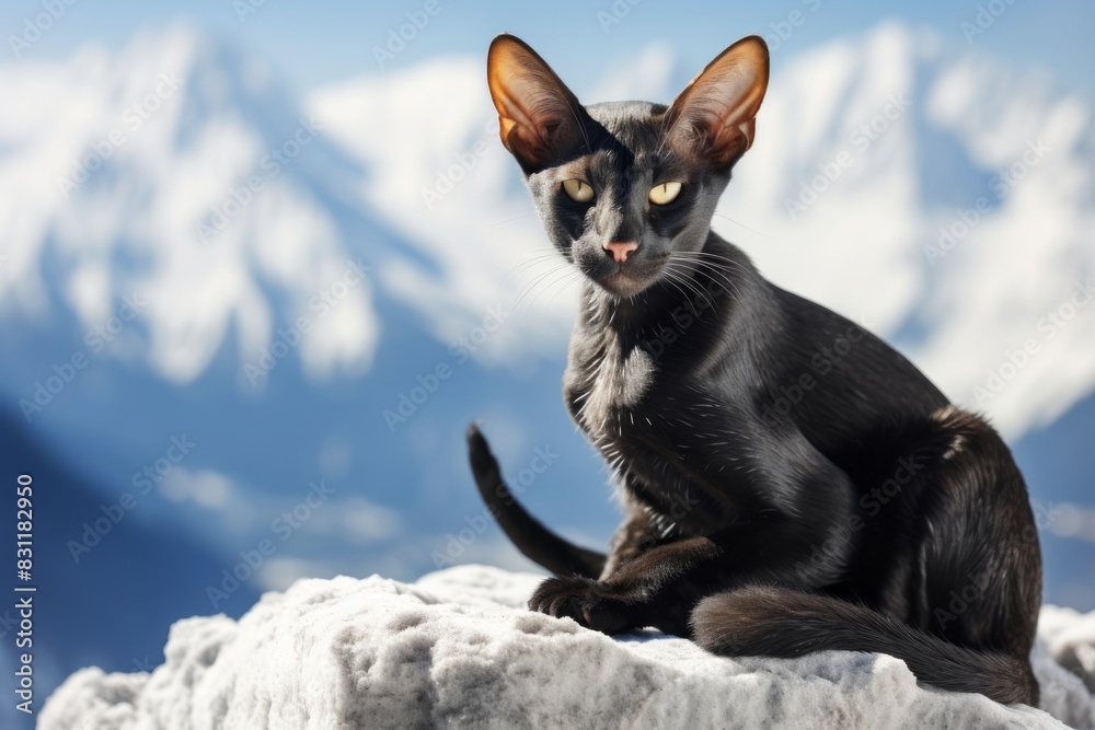 Portrait of a funny oriental shorthair cat isolated in snowy mountain range