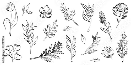 Minimal botanical graphic design, trendy simple botanical branches design. Vector illustration of floral elements.