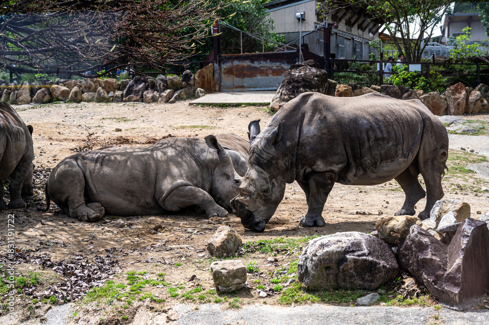 Obraz premium ミナミシロサイ