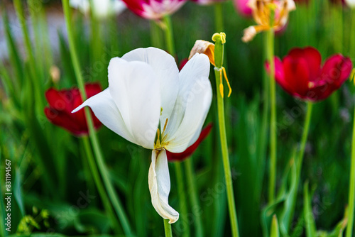 Dramatic white tulip bloom with open petals one drooping in bed of bright green and red room for text photo