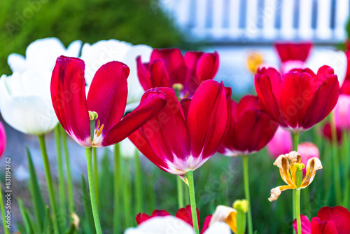 Photography Dramatic red  tulip bloom in flower bed with bright green and white background