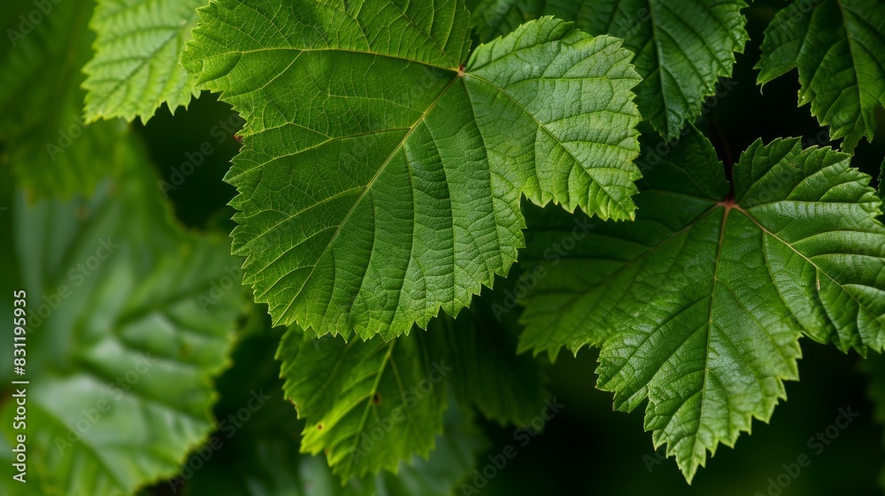 Green forest leaves in soft natural light Green forest leaves in soft natural light