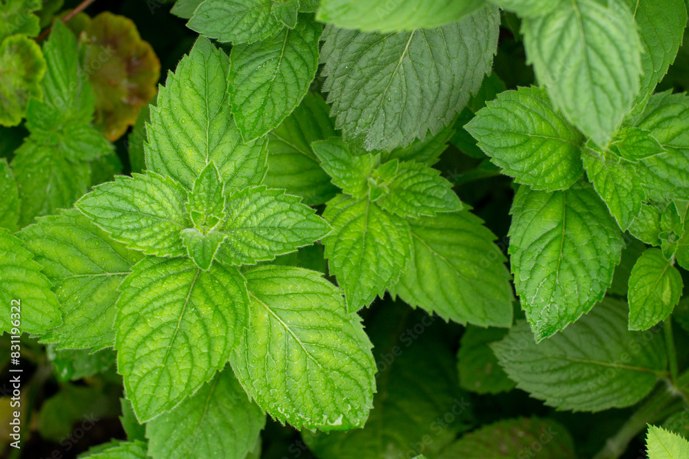 Peppermint shoots close up from above Peppermint shoots close up from above