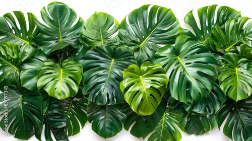 The plant Monstera obliqua with the plant Monstera adansonii isolated on a white background photo