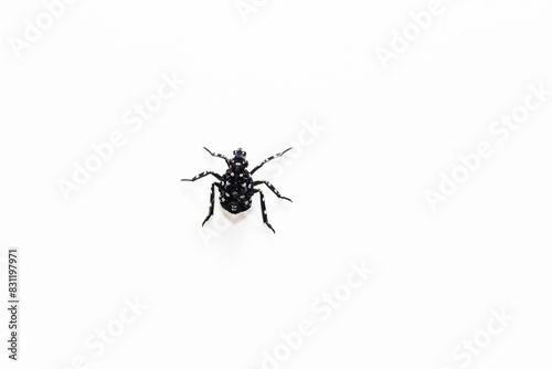 Φωτογραφία spotted lantern fly nymph on white background macro image extreme closeup