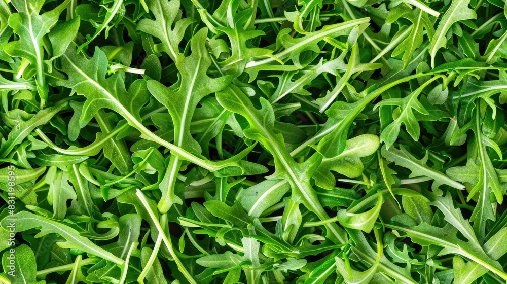 Fresh arugula salad leaves, top view background. Flat lay of fresh green rucola salad leaf texture pattern. SEAMLESS PATTERN