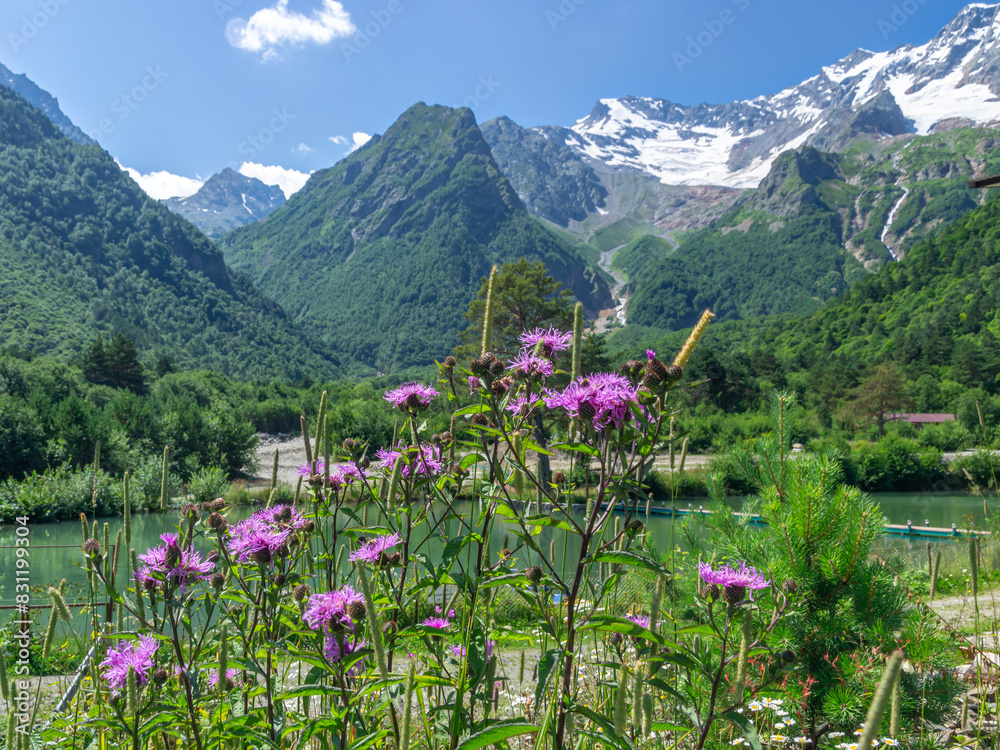 Fototapeta premium Nature in the mountains in summer. Wildflowers in summer on the background of snow-capped mountains. Flowering plants in the highlands. Mountain landscape. An environmentally friendly environment.