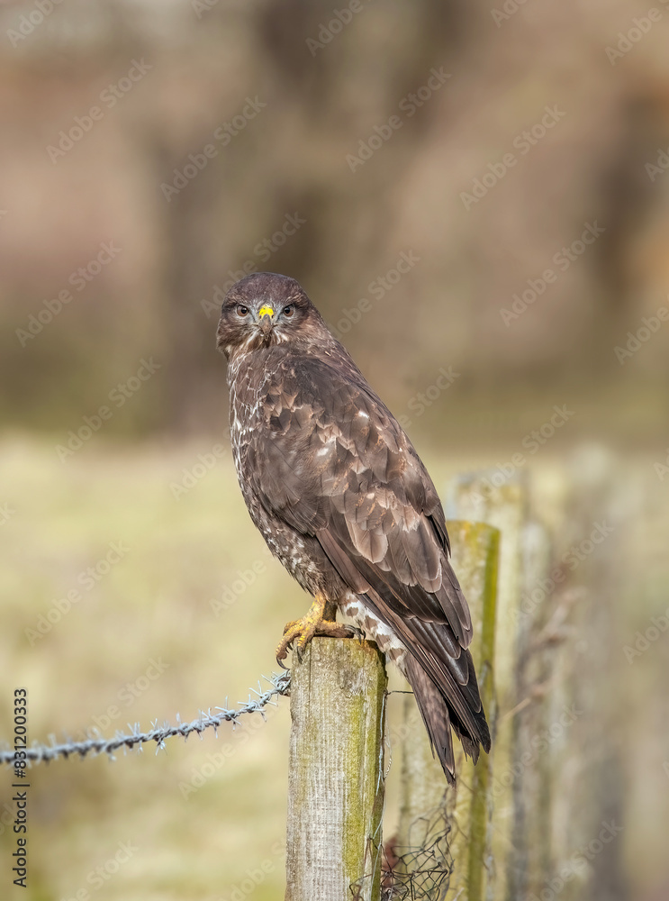 Buzzard, Buteo buteo perched on a branch in a forest the uk, close up Buzzard, Buteo buteo perched on a branch in a forest the uk, close up