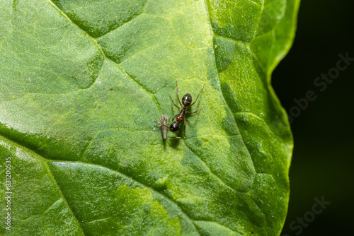 extreme close up of ant hunting for food on green leaf on a hot summer morning