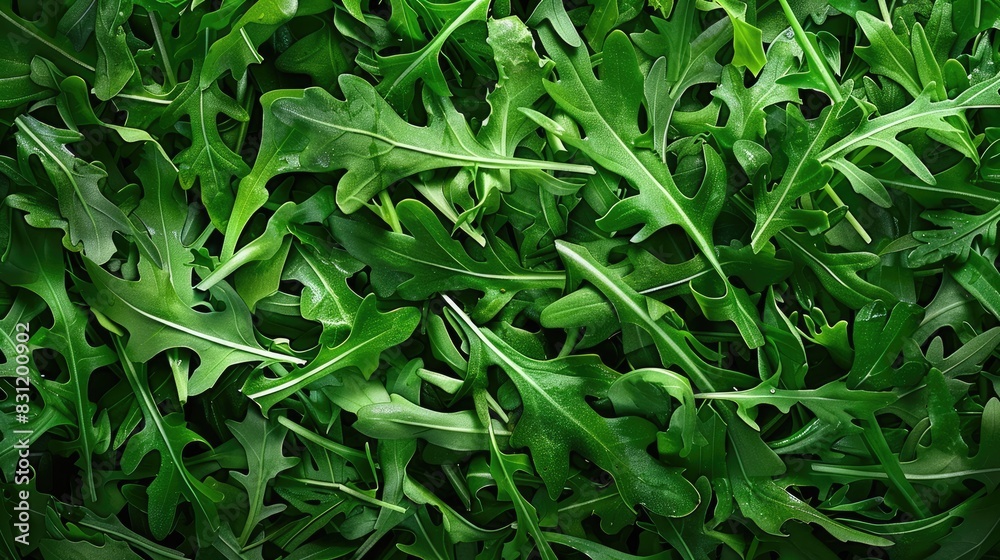 Fresh arugula salad leaves, top view background. Flat lay of fresh green rucola salad leaf texture pattern. Fresh arugula salad leaves, top view background. Flat lay of fresh green rucola salad leaf texture pattern.