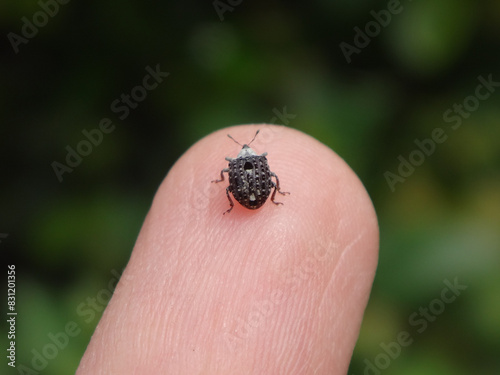 Figwort weevil (Cionus scrophulariae) walking on a human finger © Distracted_by_Bugs