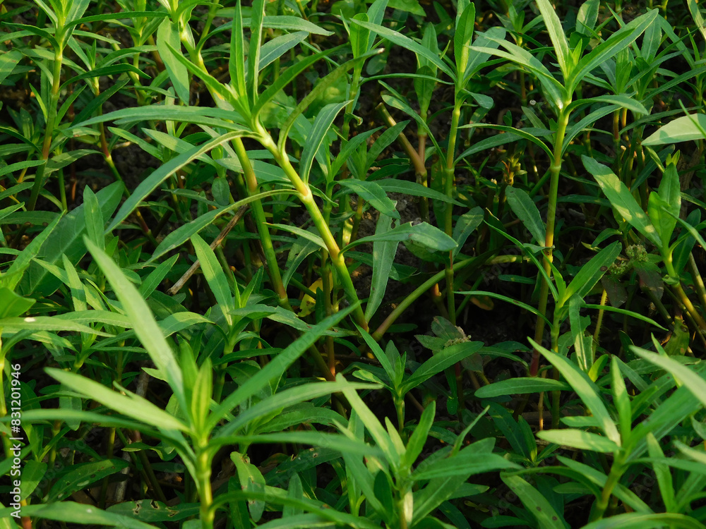 Alternanthera philoxeroides green in the pond for background.
