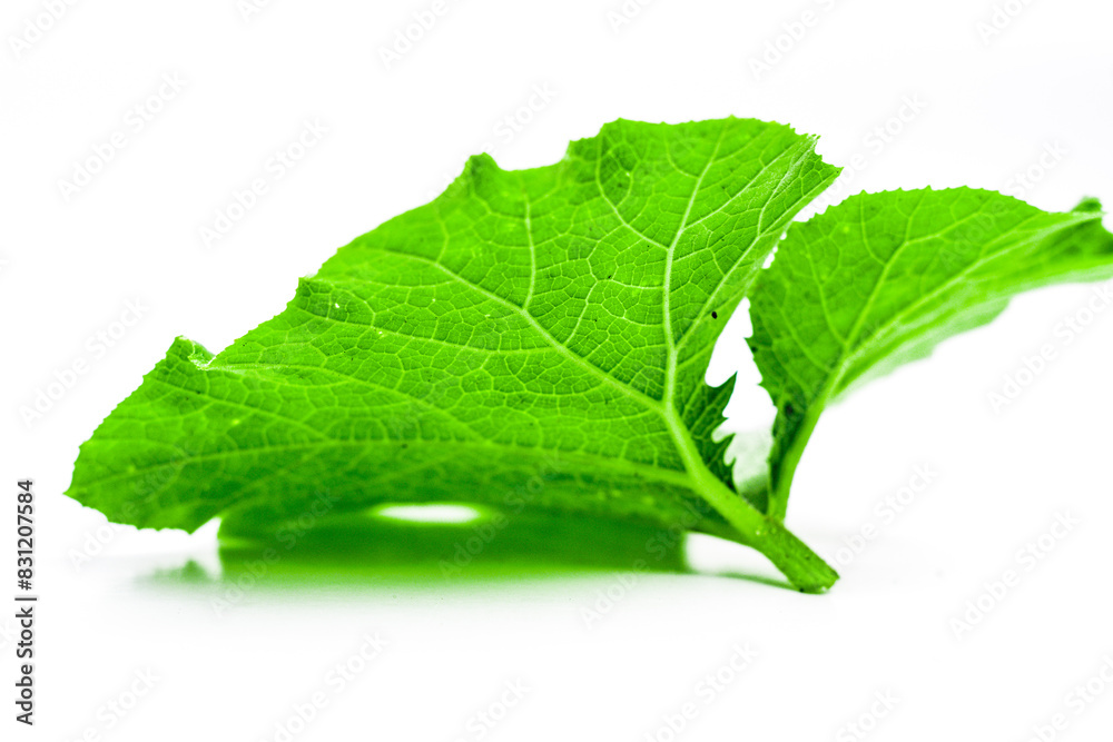 Obraz premium Pumpkin leaves isolated on white background