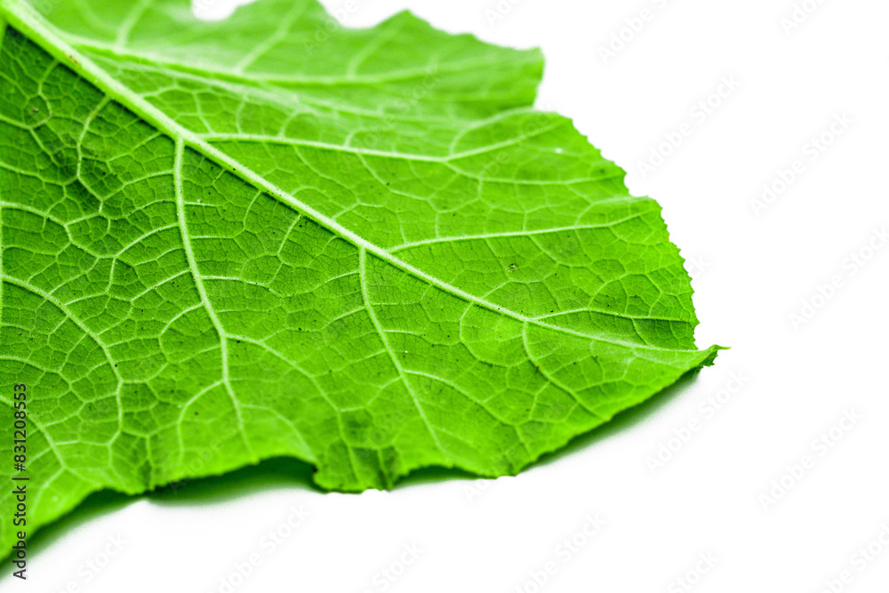 Pumpkin leaves isolated on white background Pumpkin leaves isolated on white background