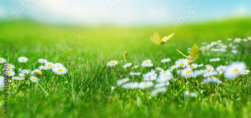 Fototapeta Naklejka Na Ścianę i Meble -  Beautiful summer meadow with white summer flowers and a flying butterfly on a sunny blue sky background