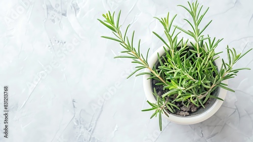 Minimal open planner with a pot of rosemary on a clean surface