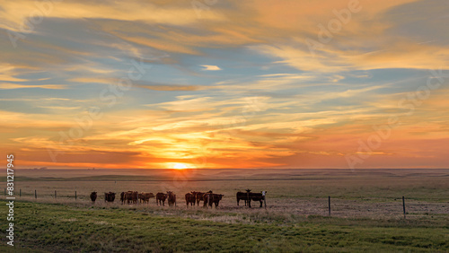 Fototapeta Naklejka Na Ścianę i Meble -  Cows in a pasture at sunset in Saskatchewan