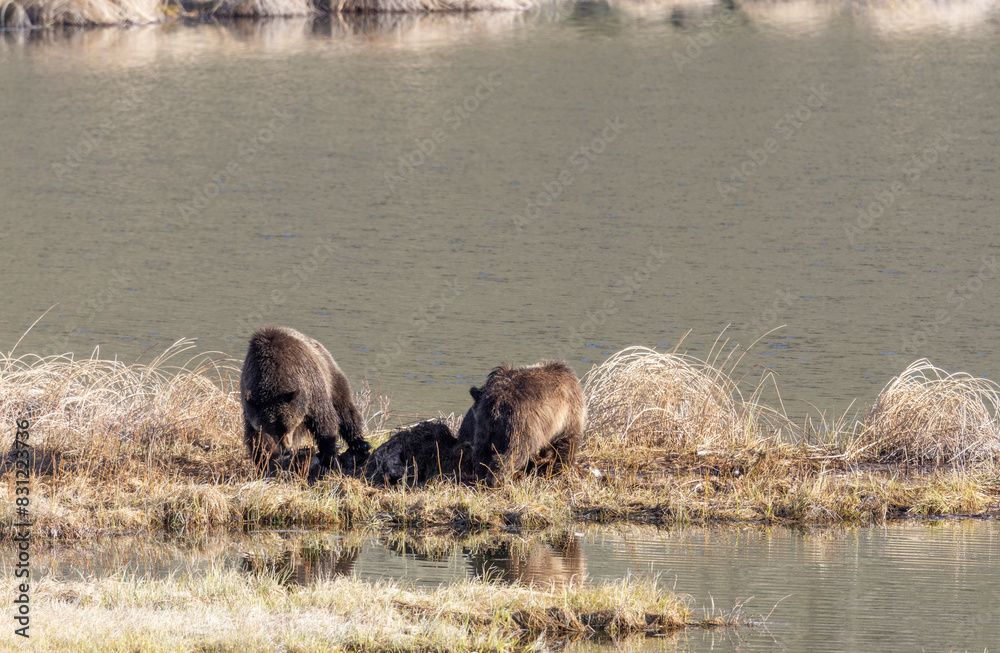 Grizzly Bear Sow and Cubs at a Carcass in Spring in Yellowstone National Park Grizzly Bear Sow and Cubs at a Carcass in Spring in Yellowstone National Park