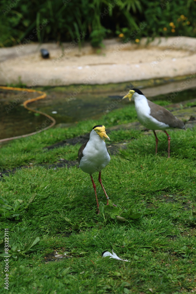 Obraz premium Masked Lapwing wild bird
