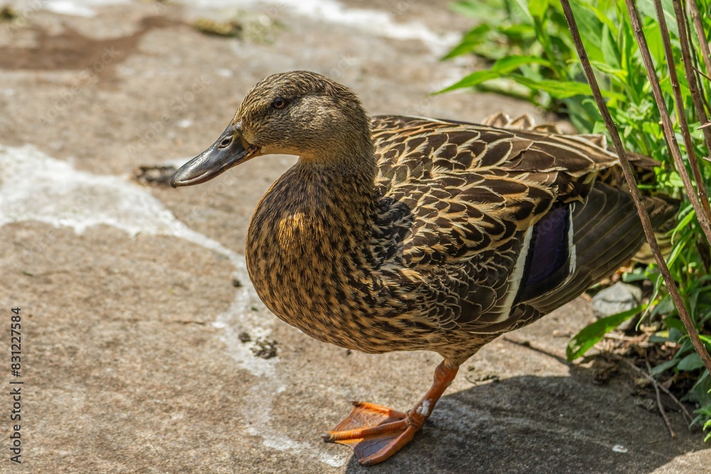 duck on the water duck on the water