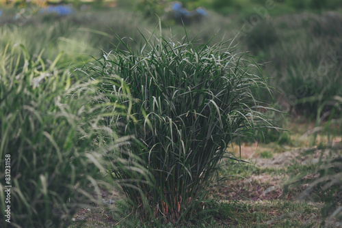 a tall green grass in summer park. Citronella plants, grown in an organic way, fresh citronella, lemongrass, sereh, sere, herbs. photo